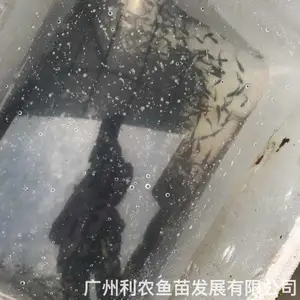 ������������ ������ ����ֳ�������� 3-5���ײ���ֱ��