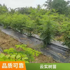 倒钩刺种植 倒钩刺苗 种植基地苗木批发