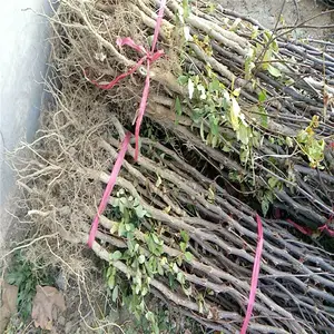 惠农农业 一年生大红袍花椒树苗长势好成活*** 好管理丰产