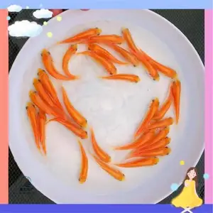 ����˹������� �������� ���س�����˿������