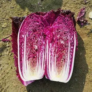 韩国紫白菜种子紫裔,原包装进口紫白菜种子