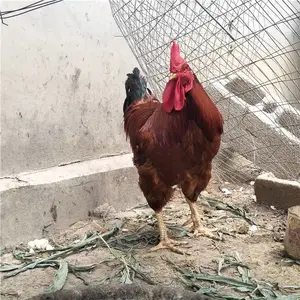���︽��������ۺ칫��������������