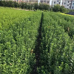 ����1.2�ױ���������-1.5�ױ��������2�ס�2.5�ױ���������