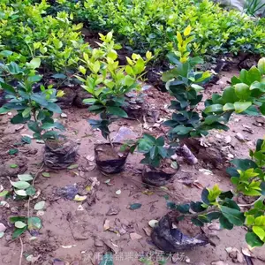 �����Ʒ��������ý�ɭŮ�� Ҷɫ���� �ͺ����� ��Ӧ��ǿ