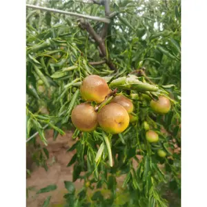 青岛冬枣树苗价格_枣树种植