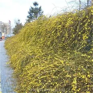 ӭ�������� ӭ����С������ �Բ�����30����-60���ָ�ӭ����С��