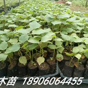 供应世界上生长最快的树木轻木苗巴沙木