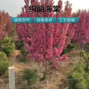 �羰������������ �е�16���ֺ����� �ز�С������ľ