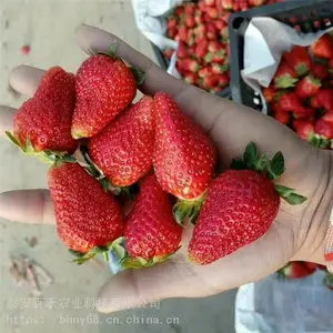 草莓苗批发基地 山东红颜草莓苗价格