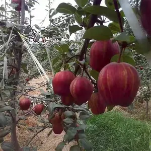 ��ũ ɽ���������ػƽ������� ���س�����¶��������