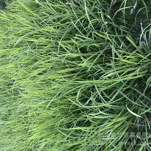 供应百喜草种子,进口草种百喜草,公路护坡种子百喜草