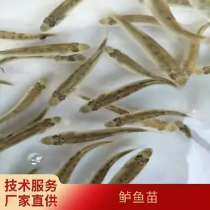 花鲈苗图片 肉质鲜嫩 骨刺少 成活*** 产地直供 支持空运