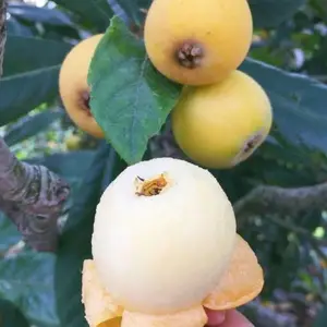 白玉枇杷苗 白沙枇杷苗 白雪枇杷苗 白枇杷苗批发