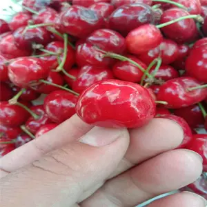 ����ӣ����_˧��԰�ճ�_�ۺ����������_����ӣ����_�Բ�����