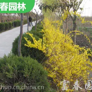 ��Ӧ�̻���ľ-����ľ �� ������ ��̳���������ֲ�쾰