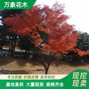 万象花木流泉红枫工程行道景观树外形美观叶色艳丽