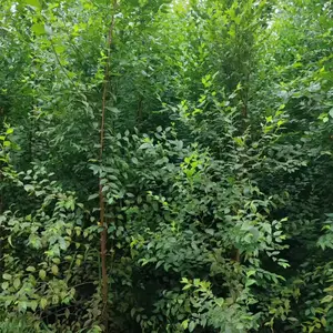 陕西西安二乔苗木榆树苗基地批发上车价格,5公分榆树苗厂家批发,榆树小苗产地报价
