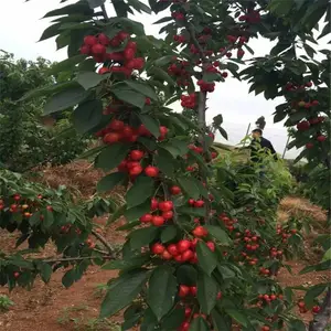 ӣ������ ��ľ���� ����ӣ������ ��³��˹��ӣ��