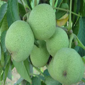 核桃苗 天津核桃苗