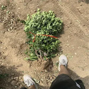 ����԰�� ��Ҷ����ë��Ӧ�� ��߻���ë�� ����***