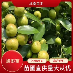 酸枣苗 1年酸枣树苗 一年生酸枣小苗 山西晋酸3号药用酸枣种苗