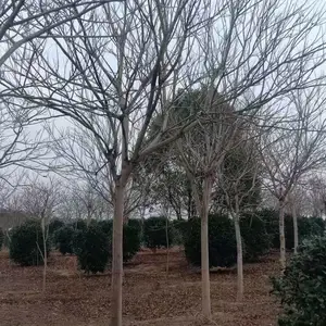 供应10公分无患子.9-10公分无患子2000棵,江西无患子基地