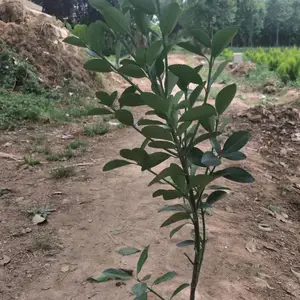 大叶黄杨哪家好？优质大叶黄杨供应 西安大叶黄杨种植批发基地