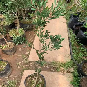 ����԰�ճ��� ��Ҷ��ǧ�㻨�� ���������̻���ֲ��ľ