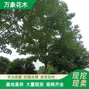 ���Թ�Ӧ .��Ҷ����ľС�� ԰��ͥԺ�쾰ֲ�� ��·ɫ���̻���