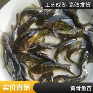 良种养殖出售淡水黄骨鱼苗 黄辣丁苗黄颡鱼黄骨鱼鱼苗 鲲腾产地批发