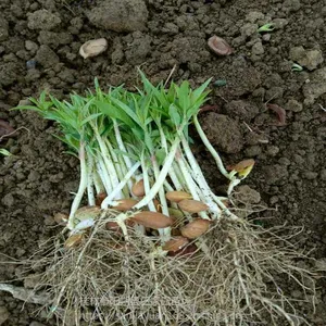 ����ë�Ҽ޽���ľ��ë��ѿ���������ľ�統��ѿ��