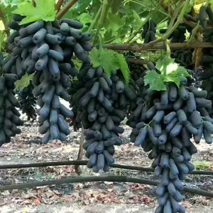 息县东岳镇春晖蔬菜种植专业合作社