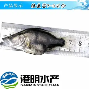 【***翘嘴桂鱼苗 桂花鱼苗】港明水产批发基地