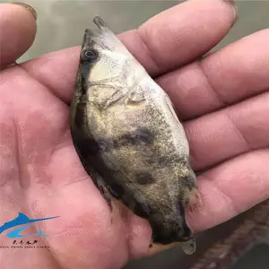��***��ˮ�������� ��������籨�� �Ʒ���������緱ֳ