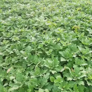 勇泰中药材 北京银叶菊 北京银叶菊报价 基地供应