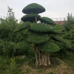 京山 对节白蜡盆景