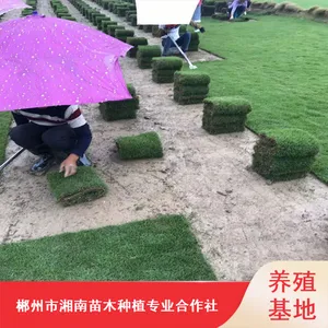 台湾马尼拉草皮_冷季型成活***草皮_云南篮球场草皮产地直销