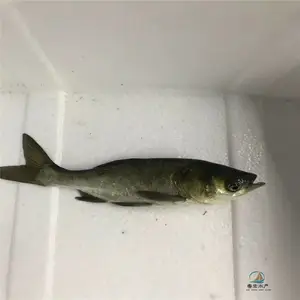 �ͻ���������ͷ���� ��ˮ��ֳʳ���ͺ���������