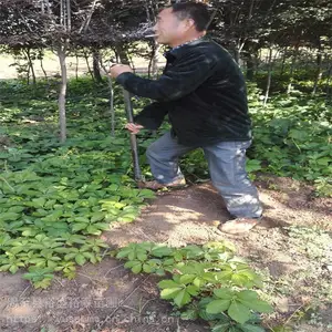呼和浩特供应爬山虎 绿化苗木基地 墙体爬藤树苗裕森苗圃