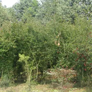 3-4�������ź��ĳ��� ���ź������� �������Ĳ���