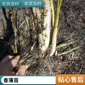 ������ ������ ������ˑ�� �ɻ�*** ԰���̻� �ֻ�ֱ��