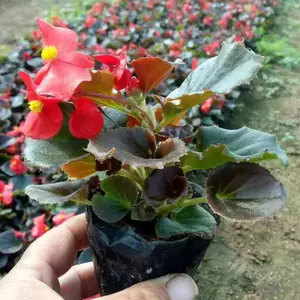 四季海棠 绿鑫观赏花卉培育 花朵成簇开放 花坛租摆