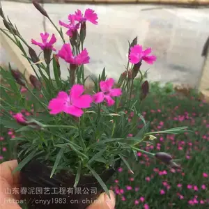 ŷʯ��С�� ���ʯ���ֻ���Ӧ �ͺ��ͺ� ����������
