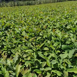 30公分厚朴苗_利川市信都药材厚朴苗_红松厚朴苗基地