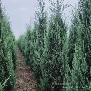 东北辽宁 沙地柏 桧柏球 宴柏 塔柏常绿乔木价格