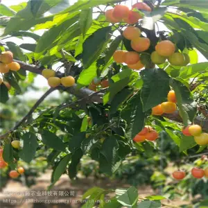 ��ӣ���� ����ũҵ ������ӣ���� ���س���