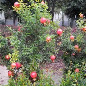 ���۵ؾ�2-3-4-5����ʯ���� ��ֲ������
