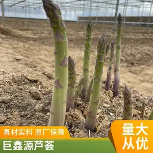 �κ��� 6 ��«������ ������ƽ���� ����ϵ�ӽ�һ�� F1 ����«����