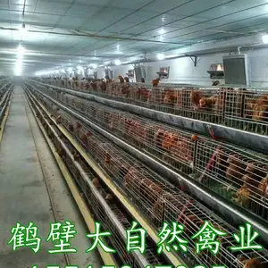 海兰褐青年鸡养殖场,京红育成鸡厂,60日龄青年鸡