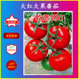 乾德196、大红番茄种子